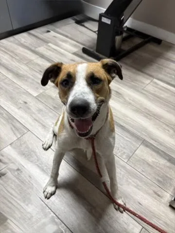 A young large-sized female Hound dog named Love Bug for adoption in Redlands, CA
