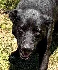 A young large-sized male Labrador Retriever dog named Comet for adoption in Carrollton, GA