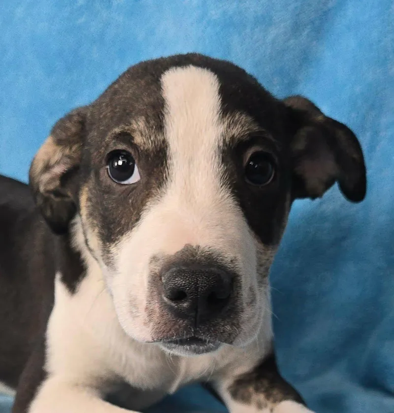 A baby medium-sized male Brindle Hound dog named Toboggan for adoption in Newport, TN