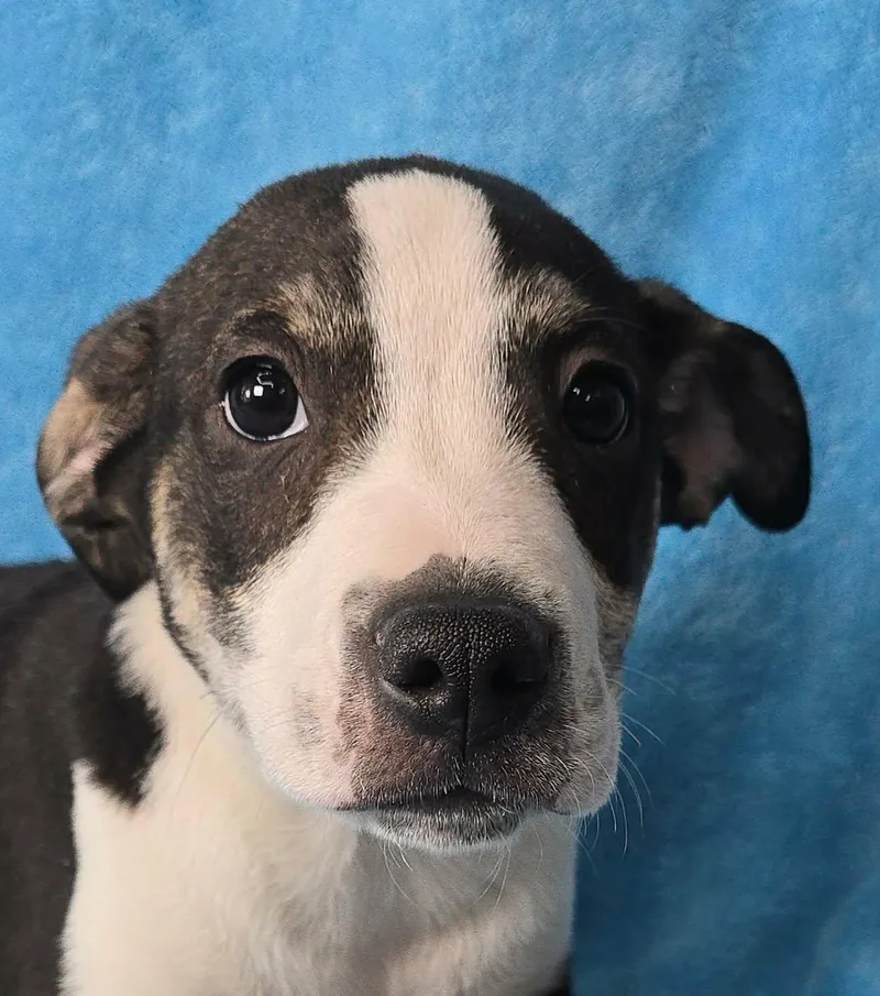 Toboggan thumbnail 2