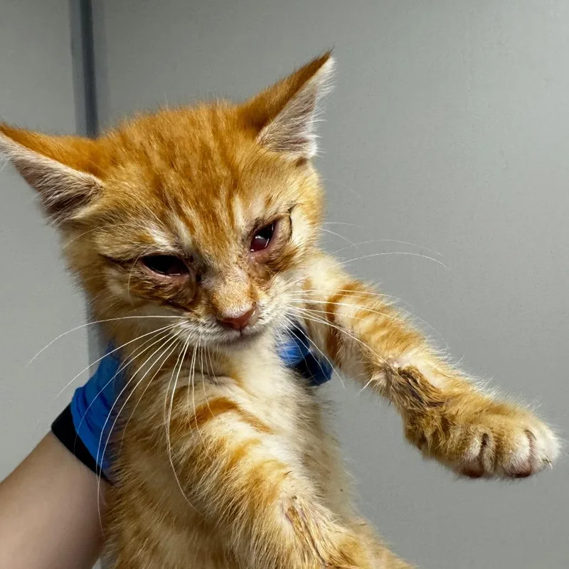 A baby small-sized male Orange / Red Domestic Short Hair cat named Big Bird for adoption in Concord, NC