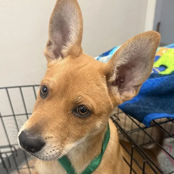A baby medium-sized male Shepherd dog named Richard for adoption in San Diego, CA