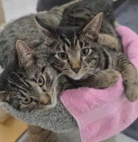 A young small-sized male Brown / Chocolate Domestic Short Hair cat named Oliver & Scooter for adoption in West Palm Beach, FL