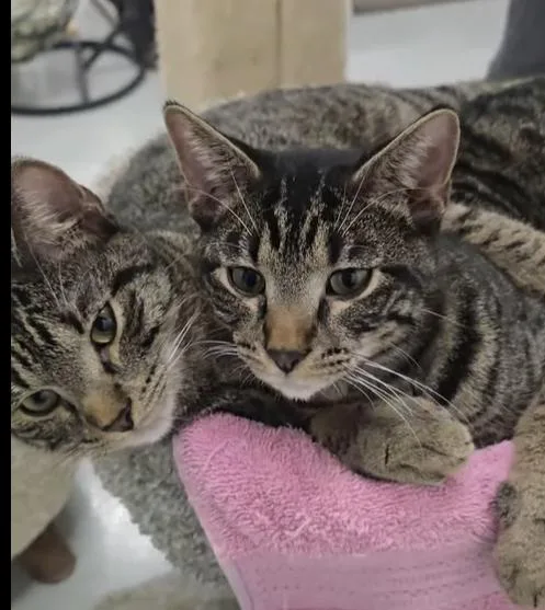 Oliver & Scooter thumbnail 3