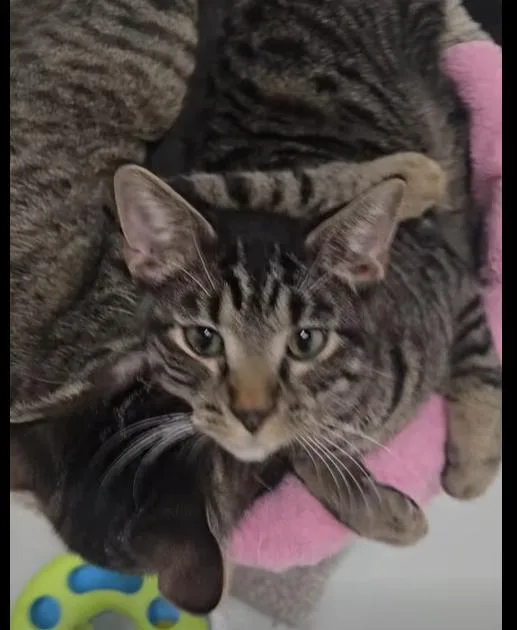 Oliver & Scooter thumbnail 4