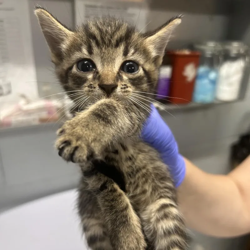 A baby small-sized male Brown / Chocolate Domestic Short Hair cat named Sharky @ Azalea Square for adoption in Summerville, SC