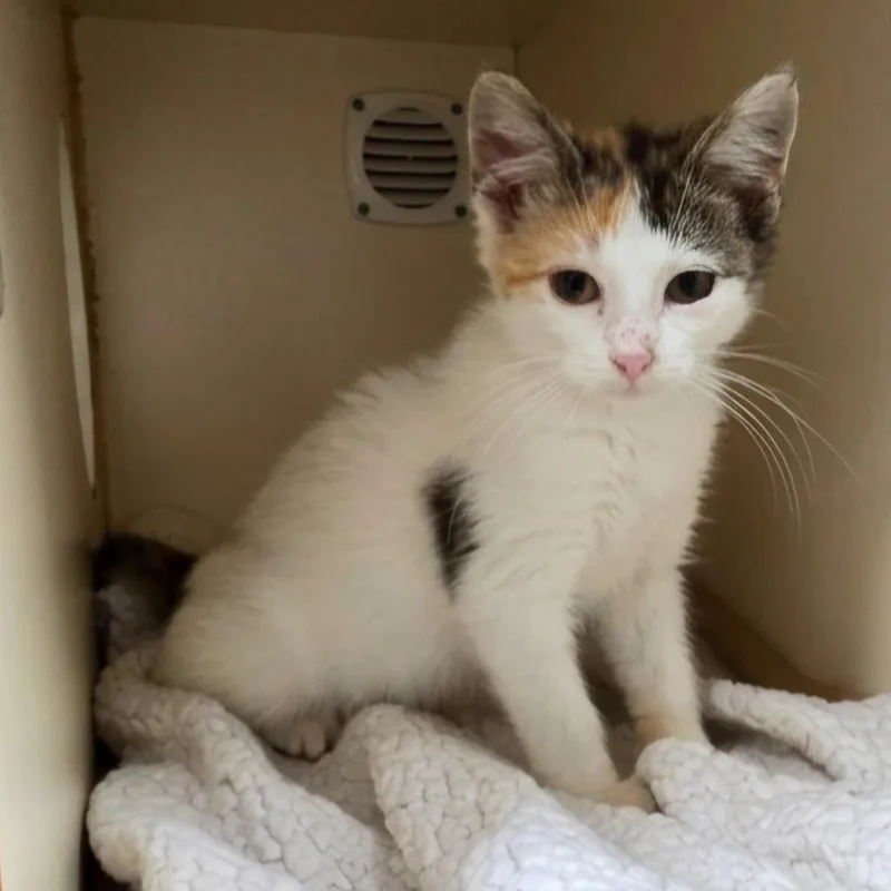 A baby small-sized female Calico Domestic Short Hair cat named Neapolitan for adoption in South Elgin, IL