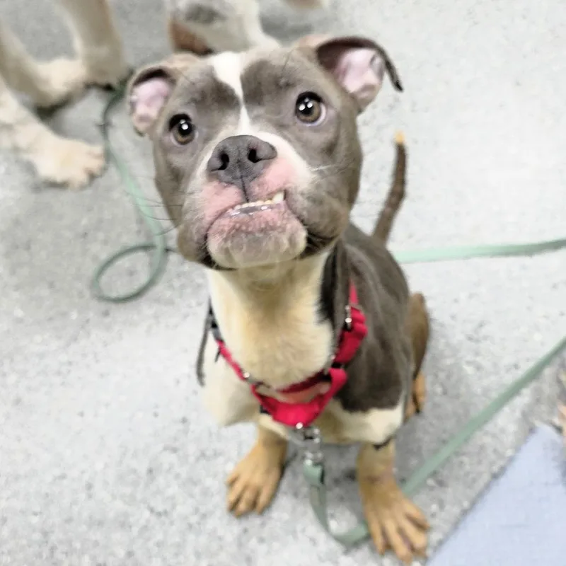 An adult medium-sized male Gray / Blue / Silver Boxer dog named Dilbert for adoption in Michigan City, IN