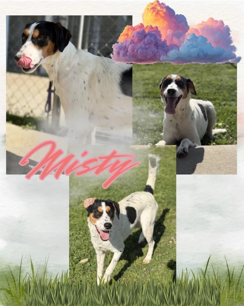 A young large-sized female Hound dog named Misty for adoption in Hopkinsville, KY