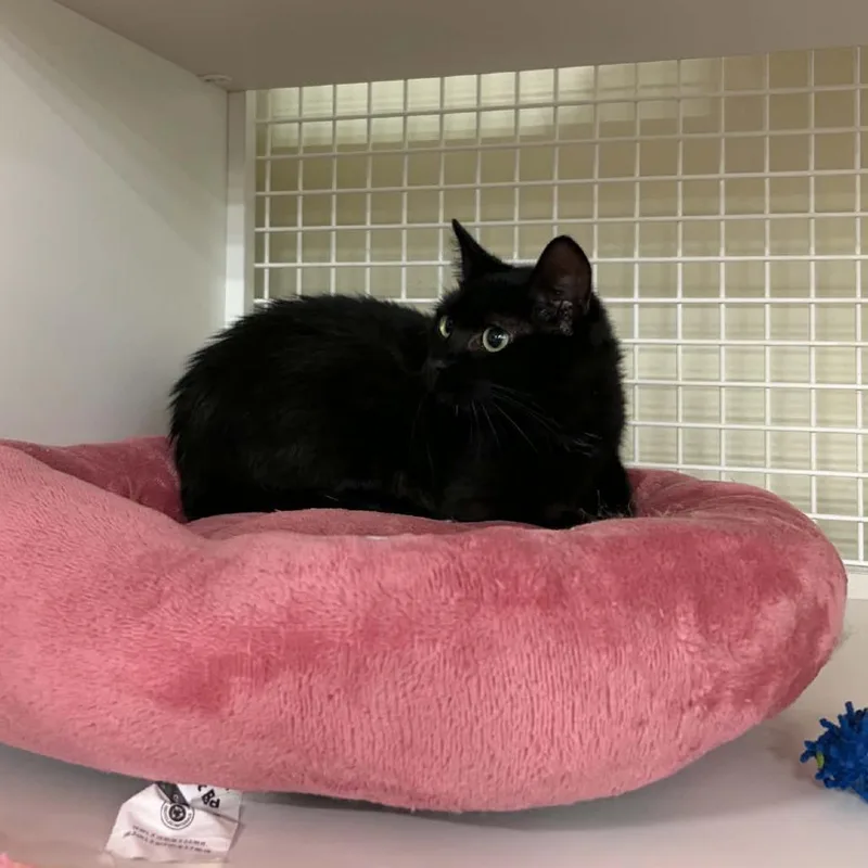 A young small-sized female Black Domestic Short Hair cat named Ceri for adoption in St. Paul, MN