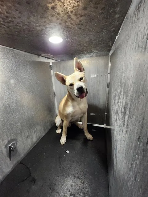 An adult large-sized male American Staffordshire Terrier dog named Malabu for adoption in San Antonio, TX