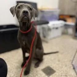 A young medium-sized female Gray / Blue / Silver Weimaraner dog named Jolly Rancher for adoption in Bullhead City, AZ