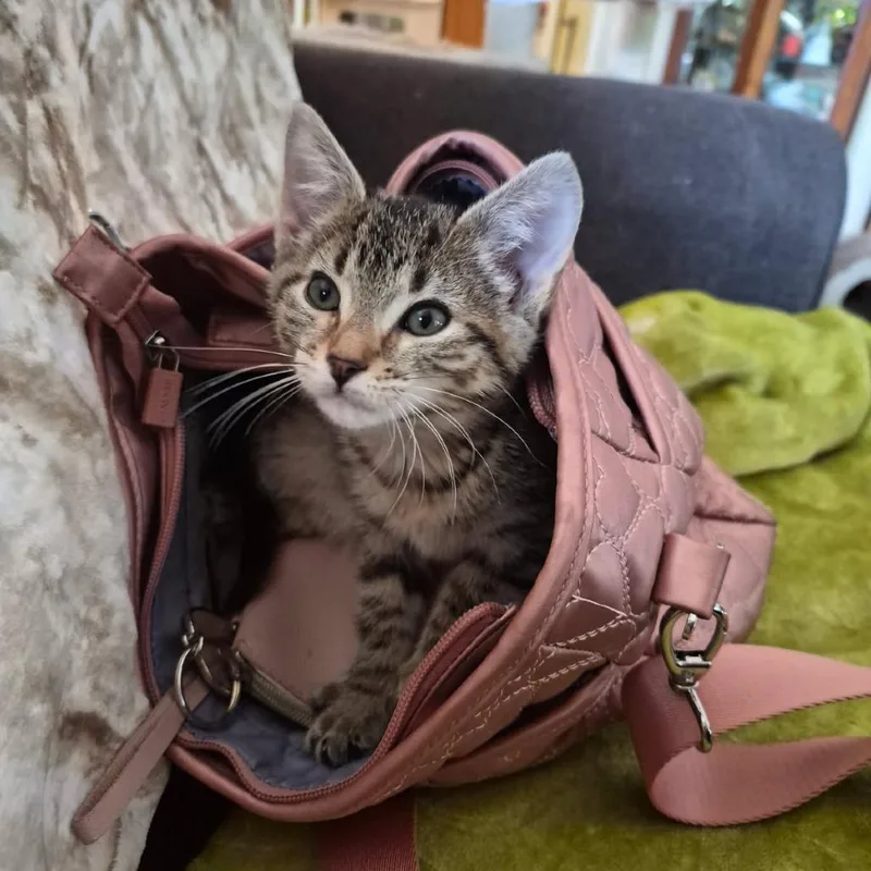 A baby small-sized female Brown / Chocolate Domestic Short Hair cat named Brook for adoption in Albert Lea, MN