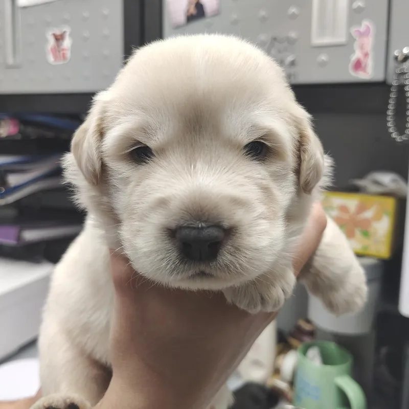 A baby large-sized female White / Cream Great Pyrenees dog named Mariners for adoption in Springtown, TX