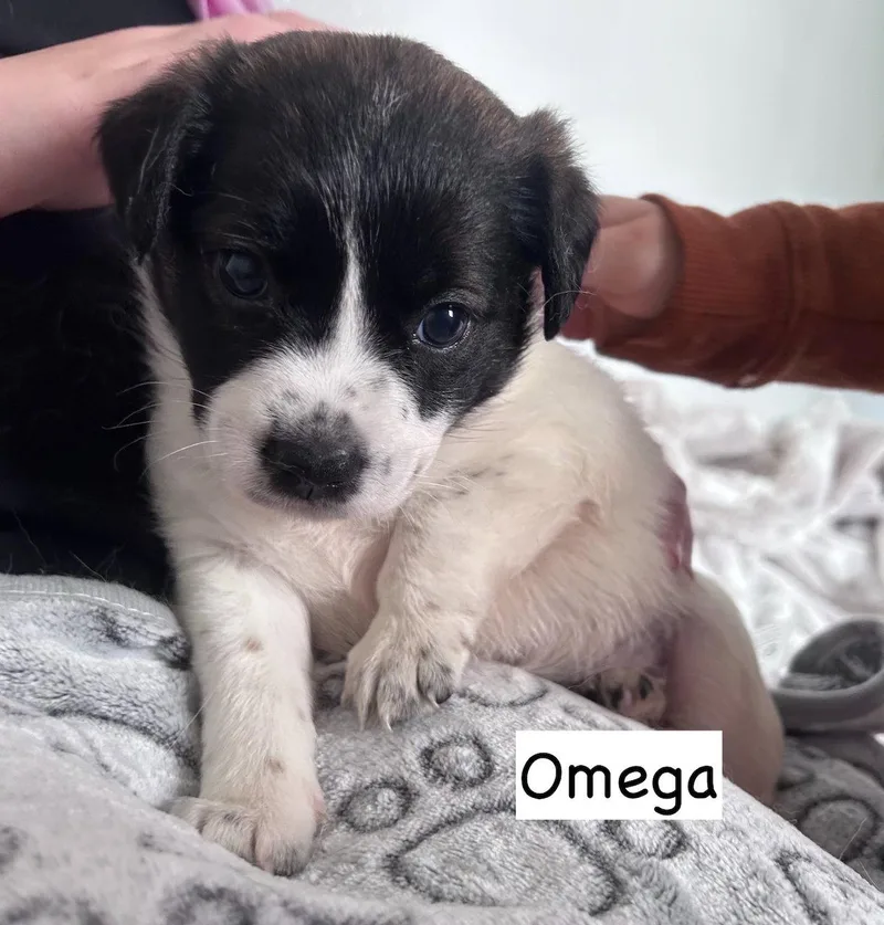 Omega
