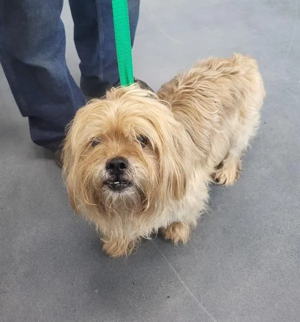 An adult small-sized male Lhasa Apso dog named Pen c Buzzy for adoption in Lawrenceville, GA
