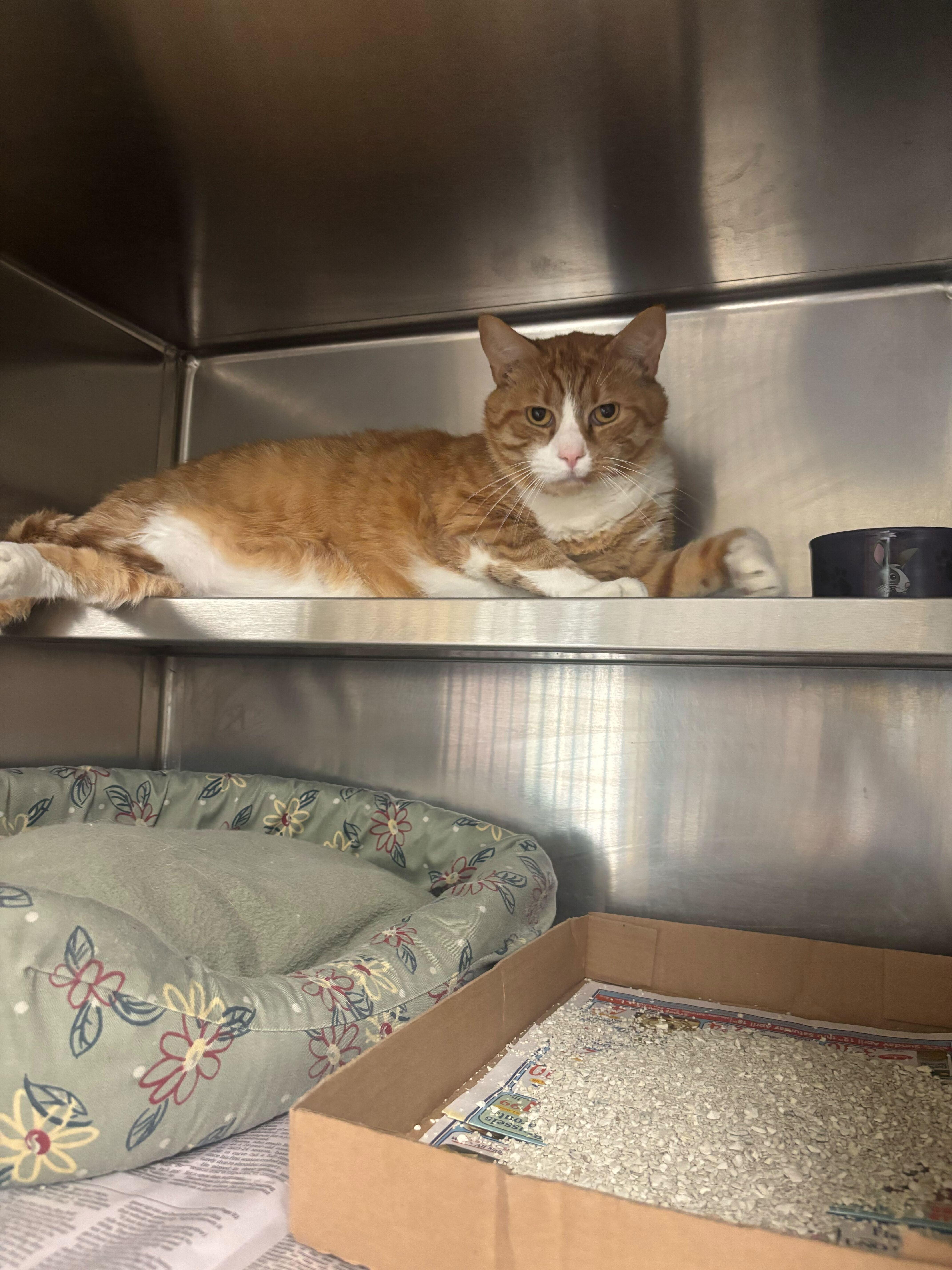 An adult extra large-sized male Domestic Short Hair cat named John Daly for adoption in Manchester, NH