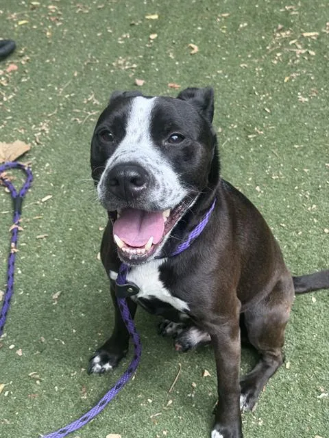 An adult medium-sized male Pit Bull Terrier dog named Buster for adoption in Charlotte, NC