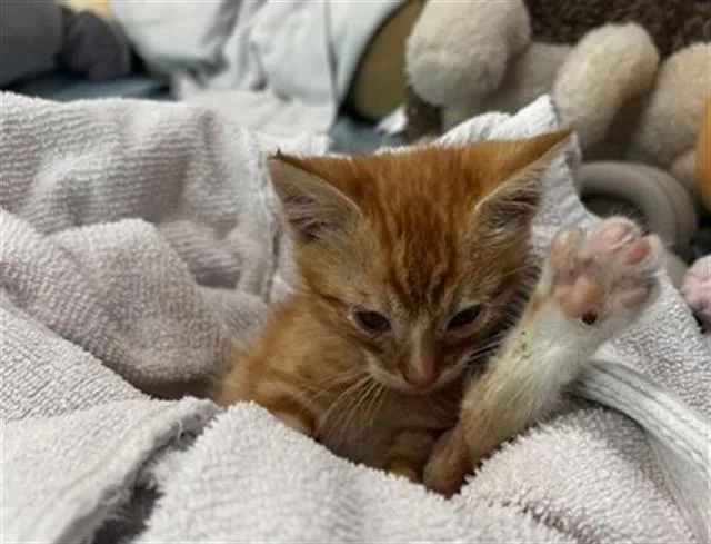 A baby small-sized male Domestic Short Hair cat named Leo for adoption in Tustin, CA