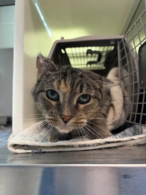 A senior medium-sized female Domestic Short Hair cat named Celine for adoption in Centerville, MA