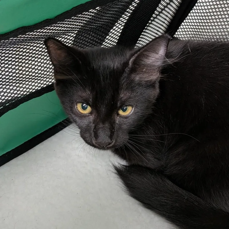 A baby small-sized male Black Domestic Medium Hair cat named Negruras for adoption in Long Beach, CA