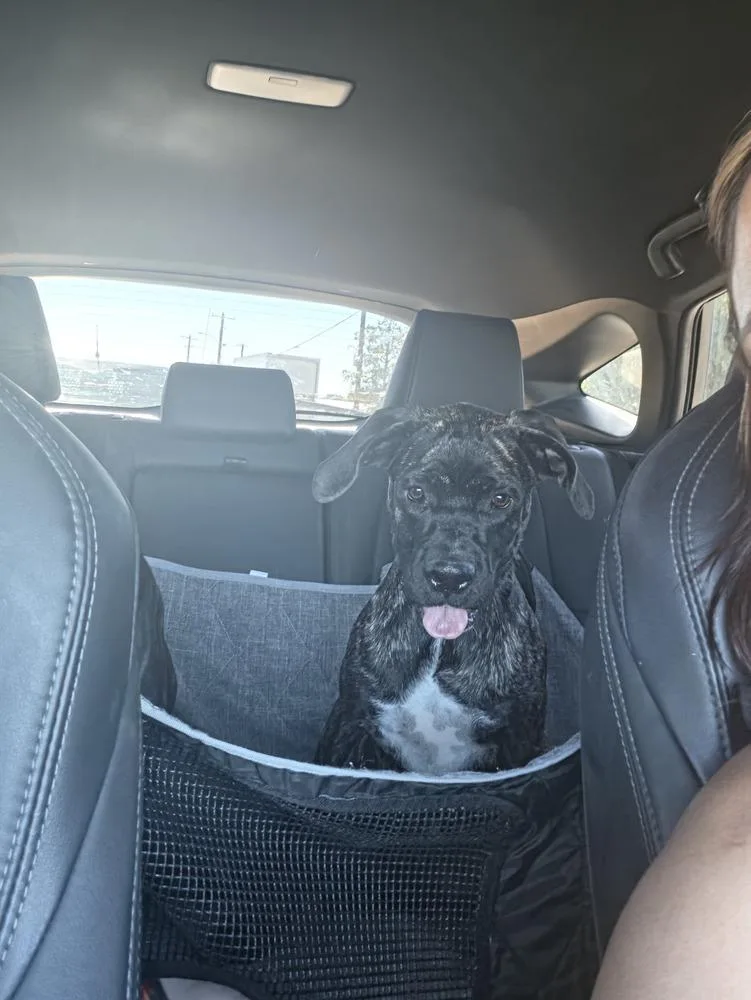 A baby medium-sized female Boxer dog named Dixie for adoption in Albuquerque, NM
