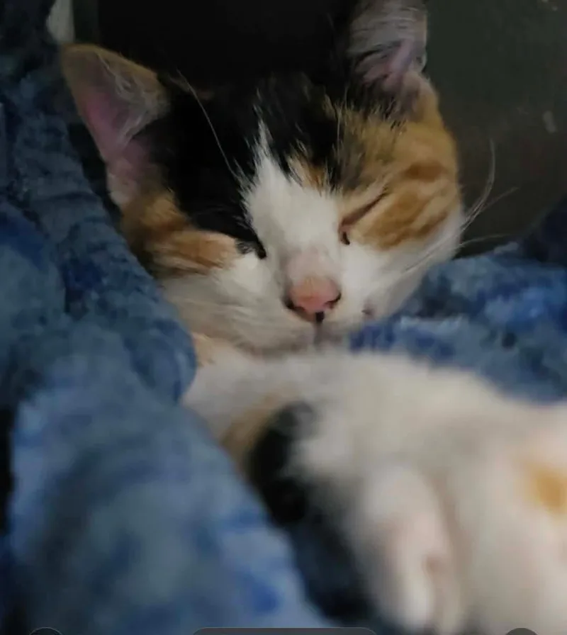 A baby medium-sized female Domestic Short Hair cat named Stormy for adoption in hinckley, IL