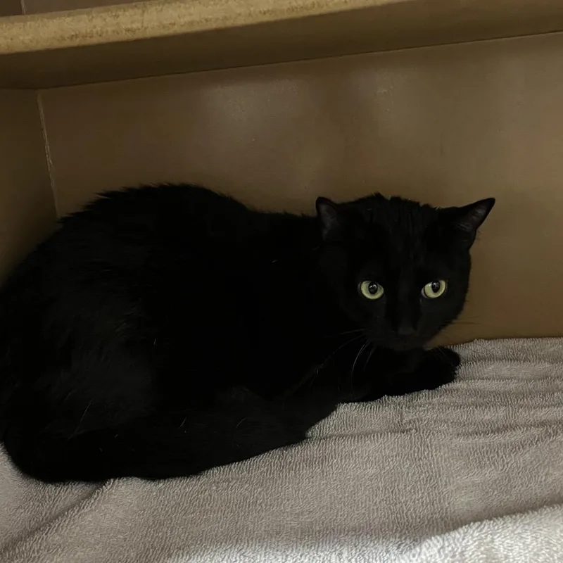 An adult small-sized female Black Domestic Short Hair cat named Nisha for adoption in Madisonville, KY