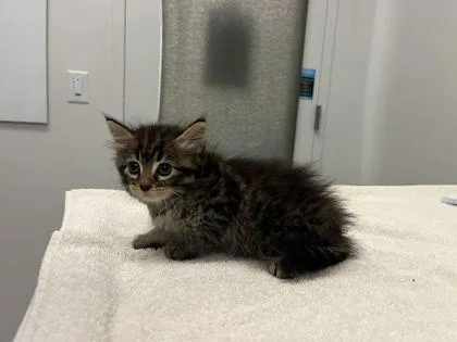 A baby small-sized female Brown / Chocolate Domestic Long Hair cat named Burrow for adoption in Kansas City, MO