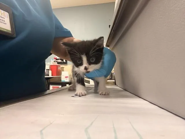 A baby small-sized female Domestic Short Hair cat named Betty for adoption in Riverside, CA