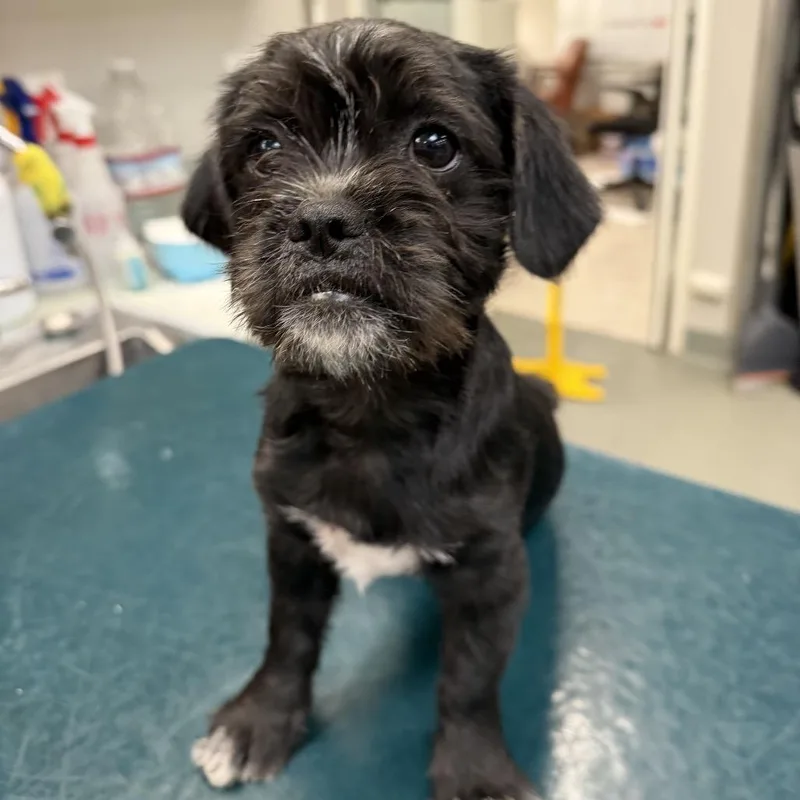 A baby small-sized female Black Terrier dog named Wagsstray for adoption in Westminster, CA