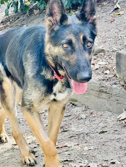 An adult medium-sized female Tricolor (Brown, Black, & White) Shepherd dog named Barbie for adoption in Phoenix, OR