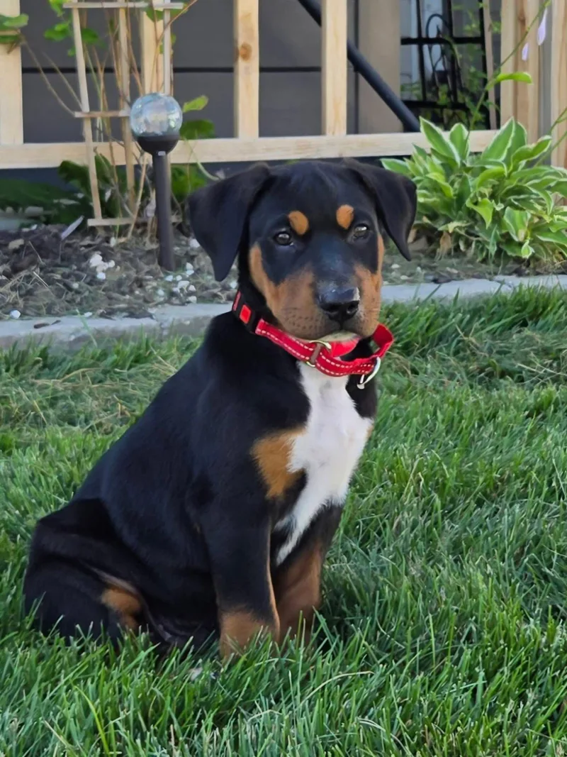 A baby medium-sized male Shar-Pei dog named Sam for adoption in New London, WI