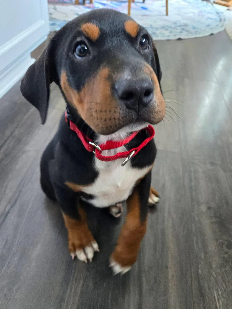 Sam thumbnail 2