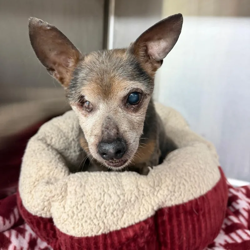 A senior small-sized male Gray / Blue / Silver Chihuahua dog named Howard for adoption in Denison, TX