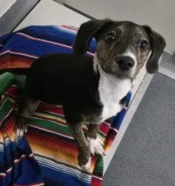 Pr  Roxie thumbnail 2