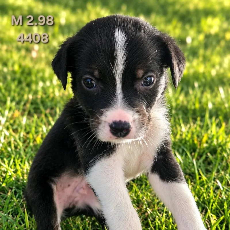 A baby medium-sized male Border Collie dog named Whisky for adoption in Klamath Falls, OR
