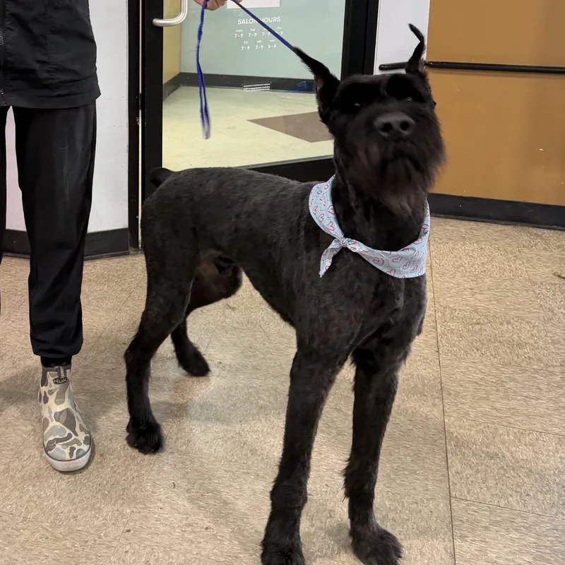 An adult large-sized male Black Giant Schnauzer dog named FWT Samson for adoption in Midland, TX