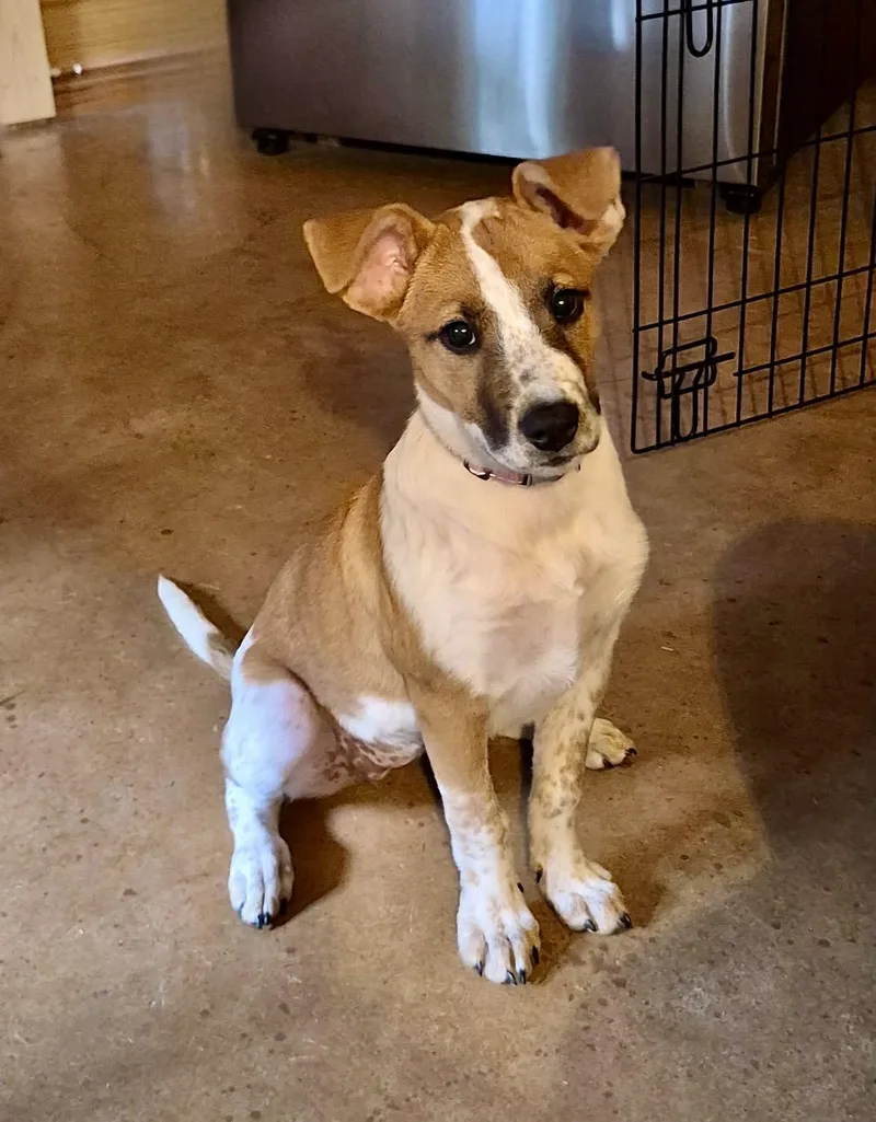 A baby medium-sized female Red / Chestnut / Orange Australian Cattle Dog / Blue Heeler dog named Macie for adoption in Gulfport, MS