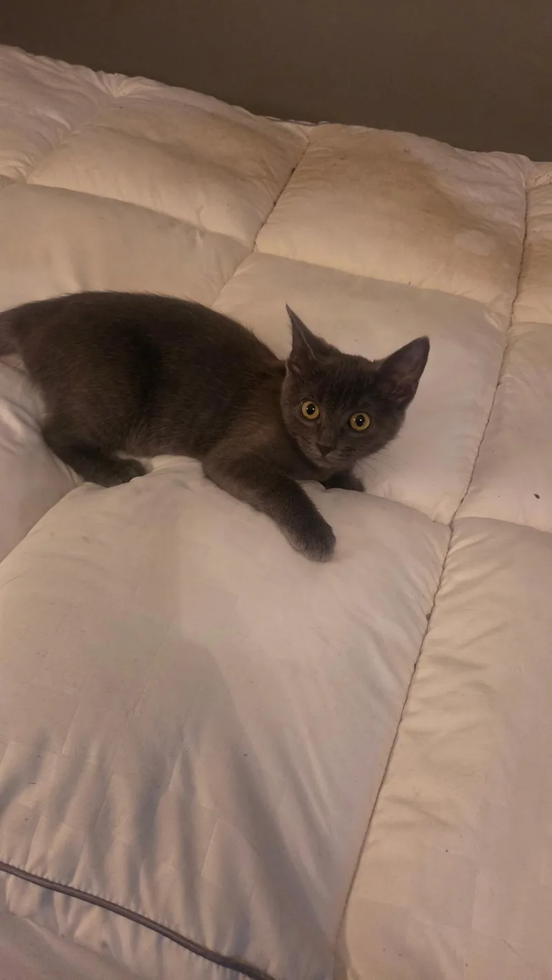 A young medium-sized male Domestic Short Hair cat named Remmy for adoption in Murfreesboro, TN