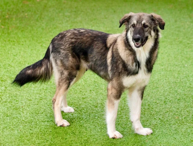 A young large-sized female Shepherd dog named Pookah for adoption in Bloomfield, CT