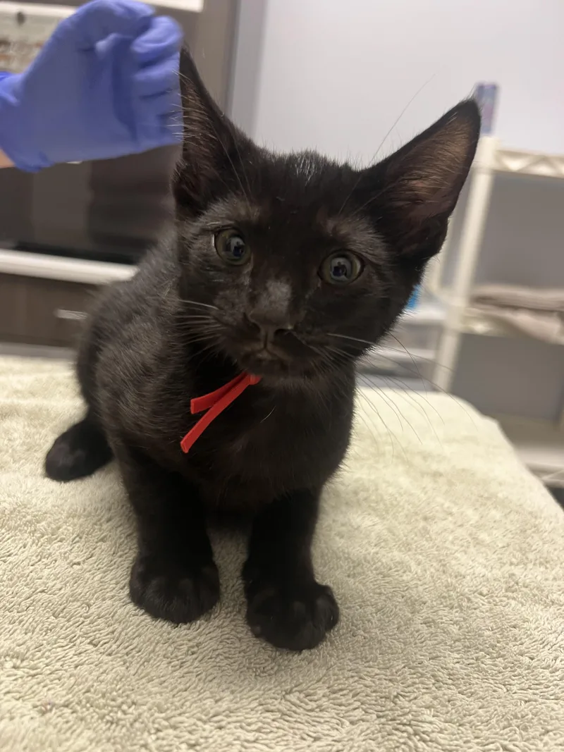 A baby small-sized male Domestic Short Hair cat named Kev for adoption in Chico, CA