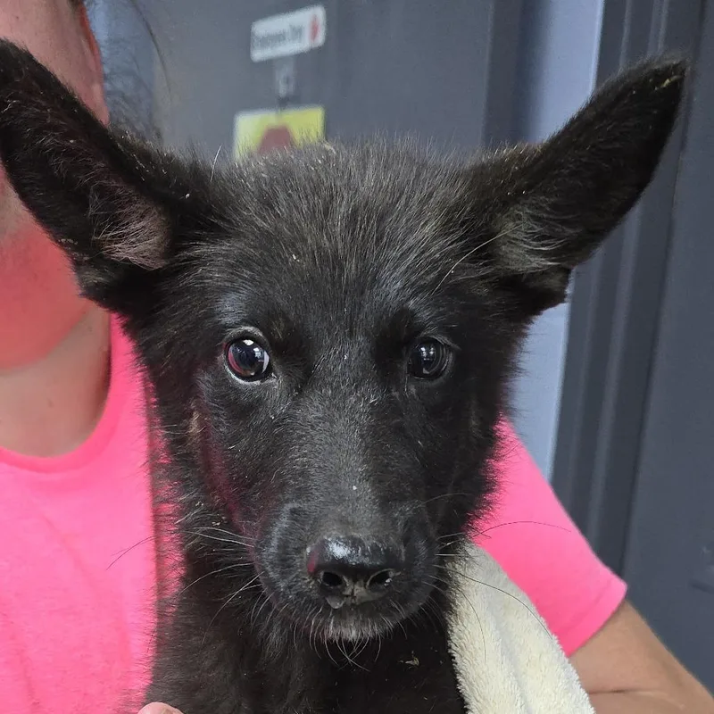 A baby small-sized female Black Shepherd dog named Gold for adoption in Yanceyville, NC
