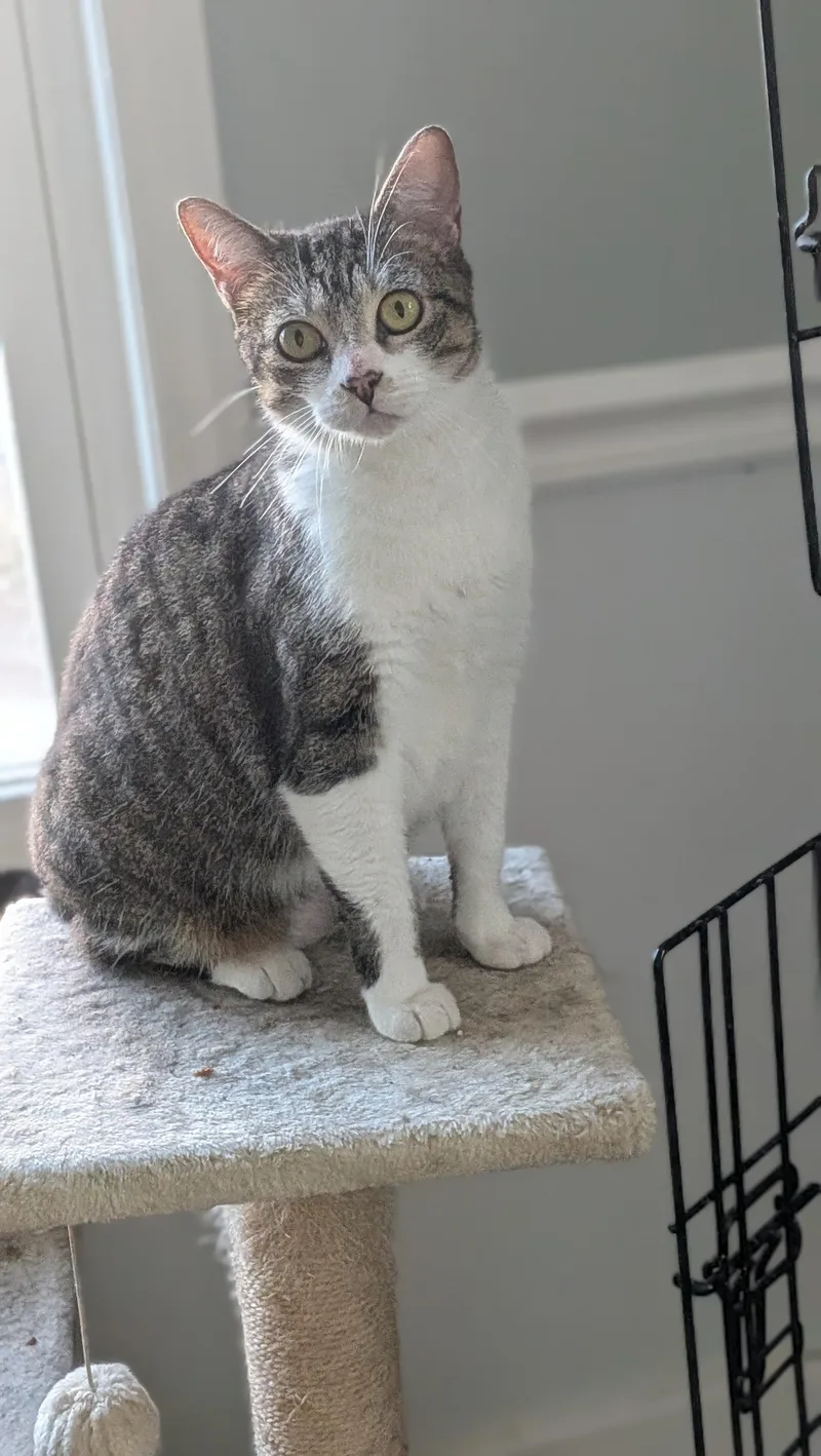 A young medium-sized female American Shorthair cat named Pepper for adoption in Wilmington, NC