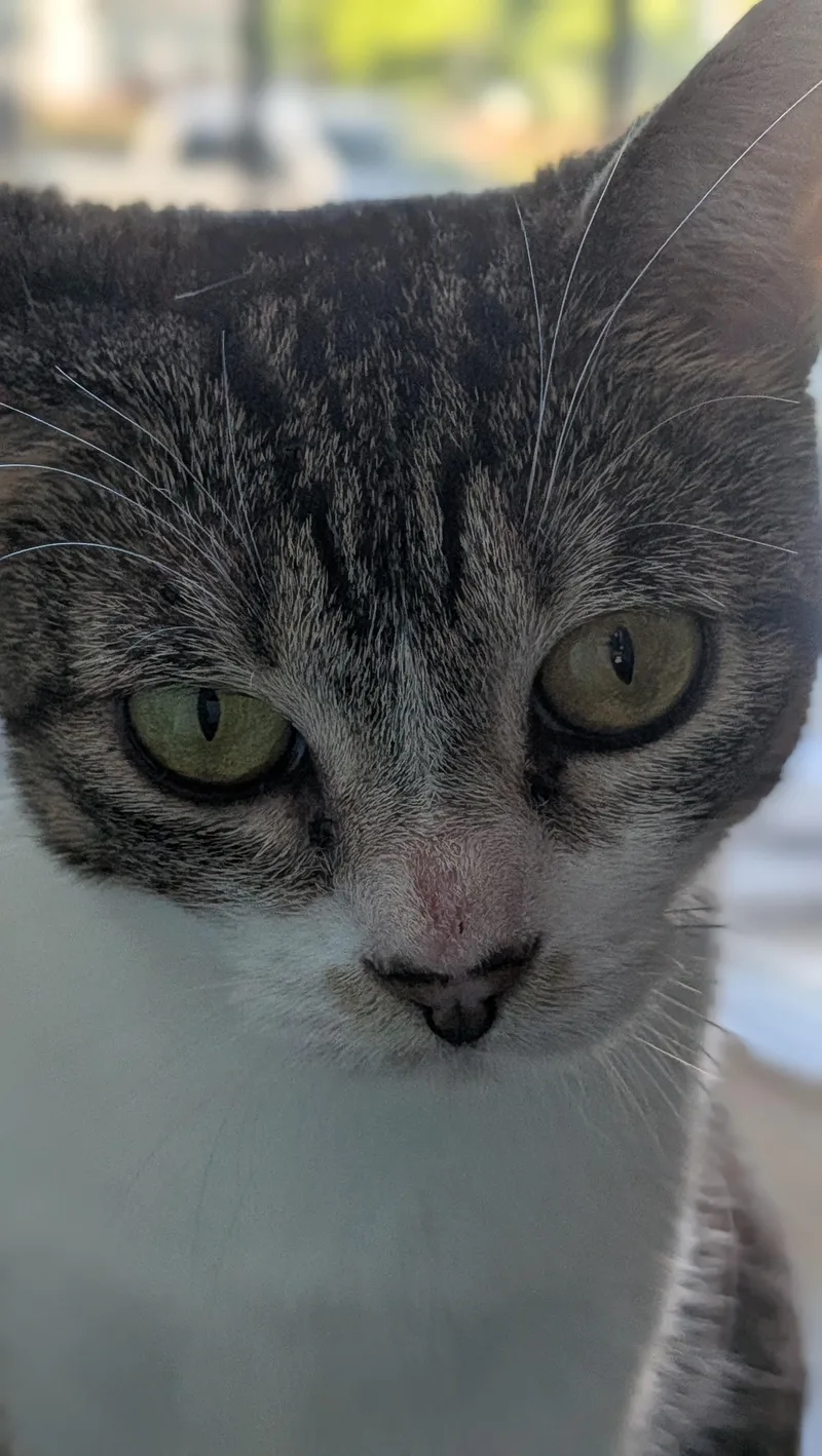 Pepper thumbnail 3