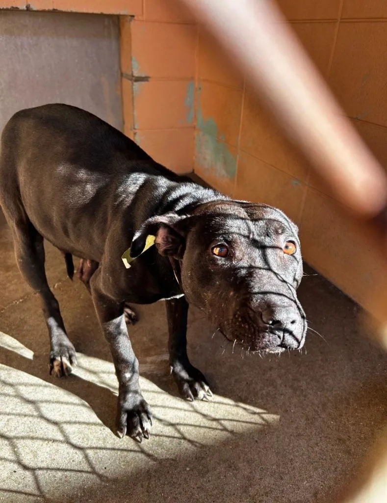 An adult medium-sized female Pit Bull Terrier dog named Sand Dollar for adoption in Gautier, MS
