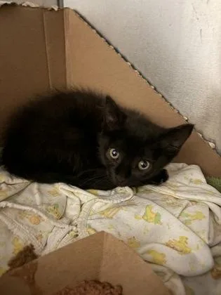A baby small-sized female Domestic Short Hair cat named Sweet Ivy for adoption in West Chester, PA