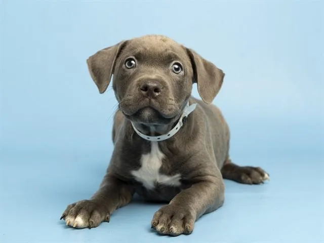 A baby small-sized male Pit Bull Terrier dog named Archie for adoption in Phoenix, AZ