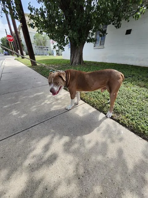 A young large-sized male American Staffordshire Terrier dog named Kade for adoption in San Antonio, TX