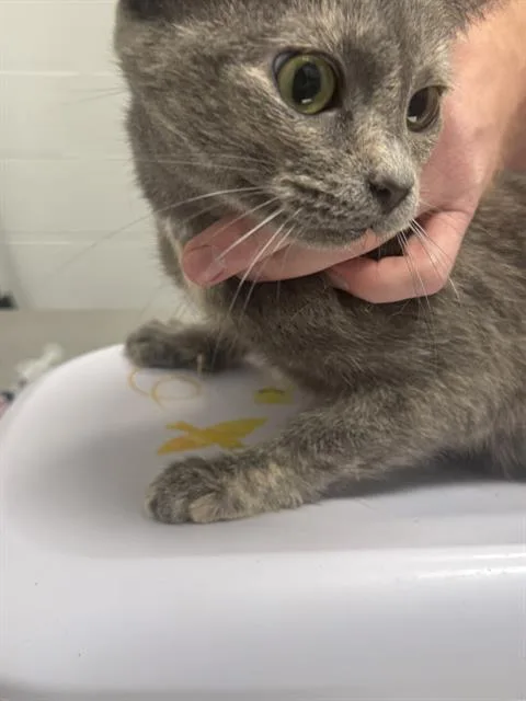 An adult medium-sized female Domestic Short Hair cat named Perri for adoption in Indianapolis, IN